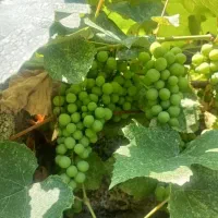غوره تازه چیده شده