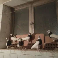 طوقی سیاه|پرنده|بستان آباد, |دیوار