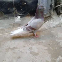 کبوتر دم سفید