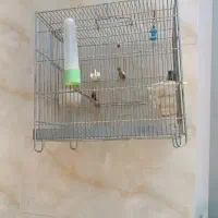 قفس سره قناری