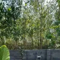 باغچه 500متری میوه چهاردیواری(باغی باغچه)