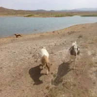 گوسفند