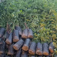 نهال گل محمدی گلدون نایلکسی. گل گلاب گیری. کاشان