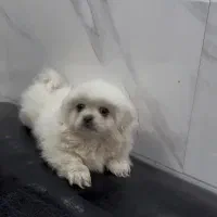 سگ پیکینز ماده