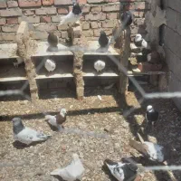 کفتر برای فروش