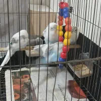 چهار  عدد مرغ عشق