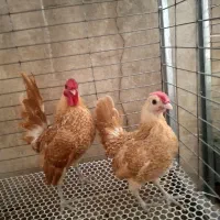 تخم مرغ نطفه دار سبرایت بوف. سبرایت گلد...کوشین
