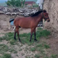 اسب|اسب و تجهیزات اسب‌سواری|موران, |دیوار