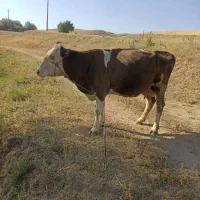گاو سمیتال دوشکم زاا
