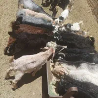 ۲۰راس کهره سبک درجه یک