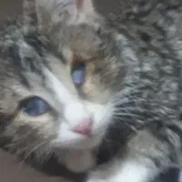 واگذاری گربه