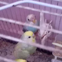 مرغ عشقرنگ خواص