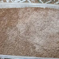 قهوه گانودرما