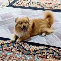 سگ پا کوتاه