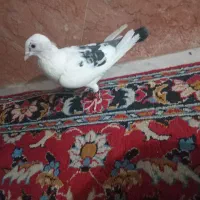 کبوتر