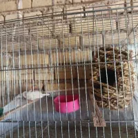 فنج|پرنده|سوسنگرد, |دیوار