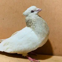 ماده کلاغ وساده کله ها نر