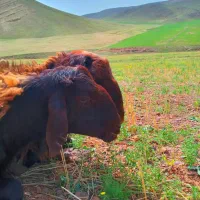 تعدادی بره نرهترو به فروش میرسد