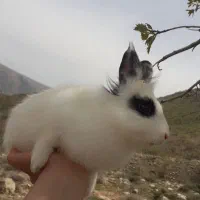 فروش خرگوش نر