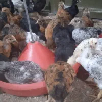 جوجه گلپایگان 1ماهه