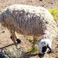 میش جوان