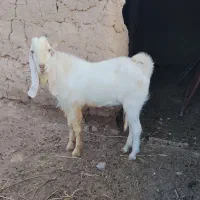 نربز بزری جوان