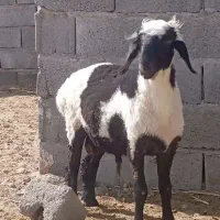 قصاب ع