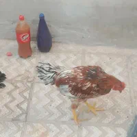 دو عدد خروس