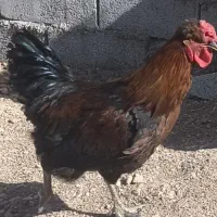 فروش خروس محلی جوان سالم