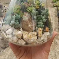 تراریوم‌ باغ شیشه ای تولیدوتوزیع دست اول تک وعمده