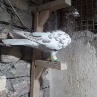 کفتر پرشی