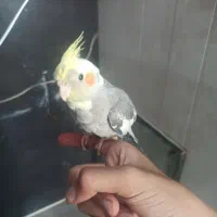 پرنده