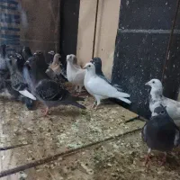 جوجه آلمانی