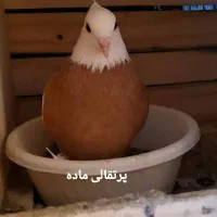 کبوتر