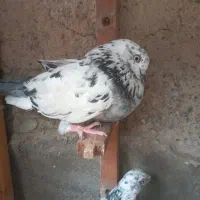 کفتر سوسکی