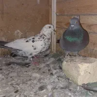 کبوتر دانه ای۳۰۰