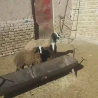 میش ابستن نژادار