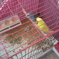 عروس هلندی و مرغ عشق