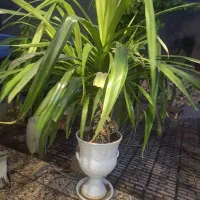 گل بزرگ|گل و گیاه طبیعی|لنجان, |دیوار
