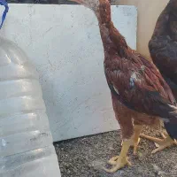 جوجه خروس لاری