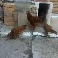 مرغ و خروس