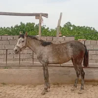 اسب کرد