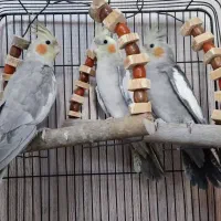 عروس هلندی
