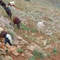 فروشی|سگ|عجب شیر, |دیوار