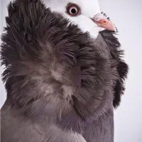 جفت خونه وکبوتر
