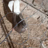 کبوتر|حیوانات مزرعه|سبزوار, کوی گلستان|دیوار