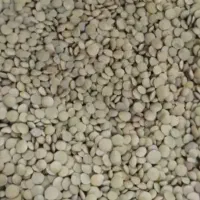 عدس