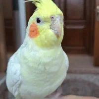 عروس هلندی نر دستی