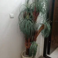 نخل