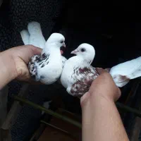 یه جفت کبوتر اصل و نسب دار